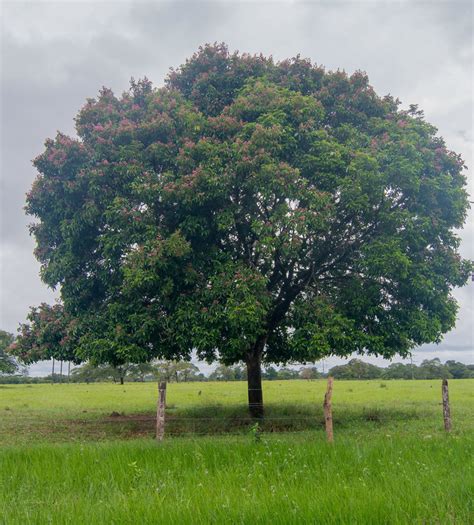 tonka tree wikipedia.